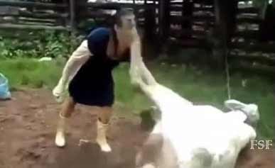 Ditendang Sapi Kurban, Warga Takeran Magetan Masuk UGD