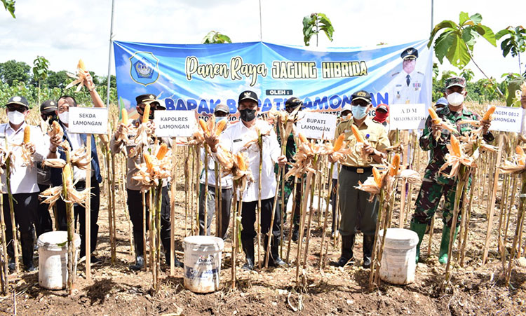 Produktivitas Jagung di Lamongan Meningkat, Road Map Harus Dilanjutkan