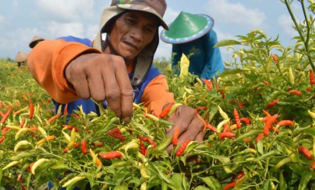 Petani Nikmati 'Rasa Pedasnya' Cabai