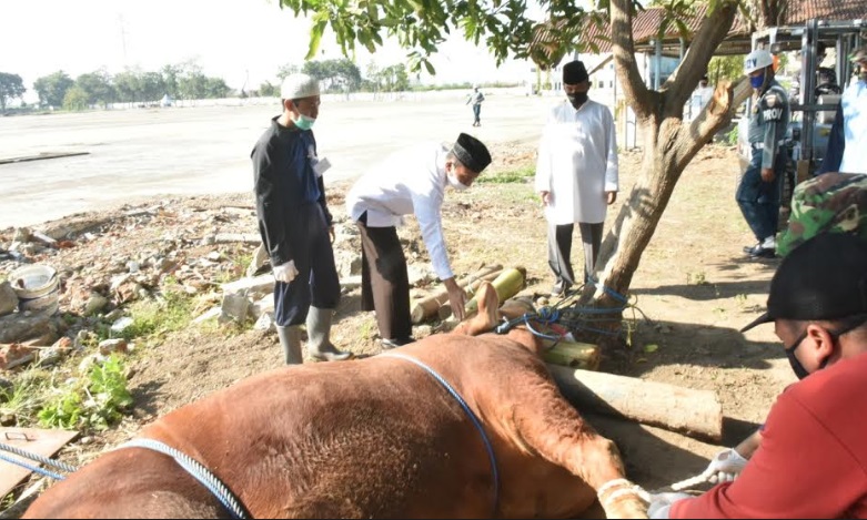 Koarmada II Potong 21 Ekor Sapi dan 56 Ekor Kambing Kurban 