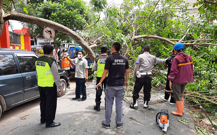 Akibat hujan disertai angin kencang, sebuah pohon besar tumbang dan hampir menimpa dua mobil serta sempat menutup akses Jalan Nugroho Kabupaten Pamekasan, Senin (22/2/2021). (foto: ist)