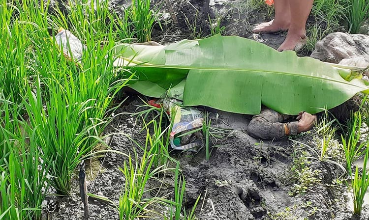 Jasad wanita tanpa identitas yang tewas di sawah karena jebakan listrik.