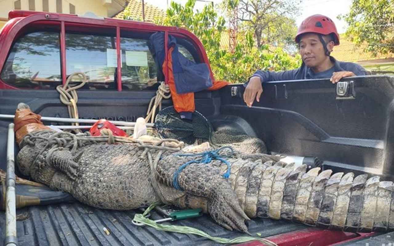 Resahkan Warga, Buaya Muara Sepanjang 3 Meter Dievakuasi BPBD Sidoarjo