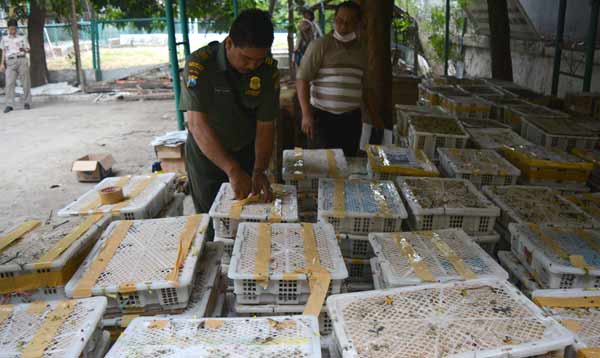 BBKSDA Jatim Gagalkan Penyelundupan Ribuan Burung Kicau