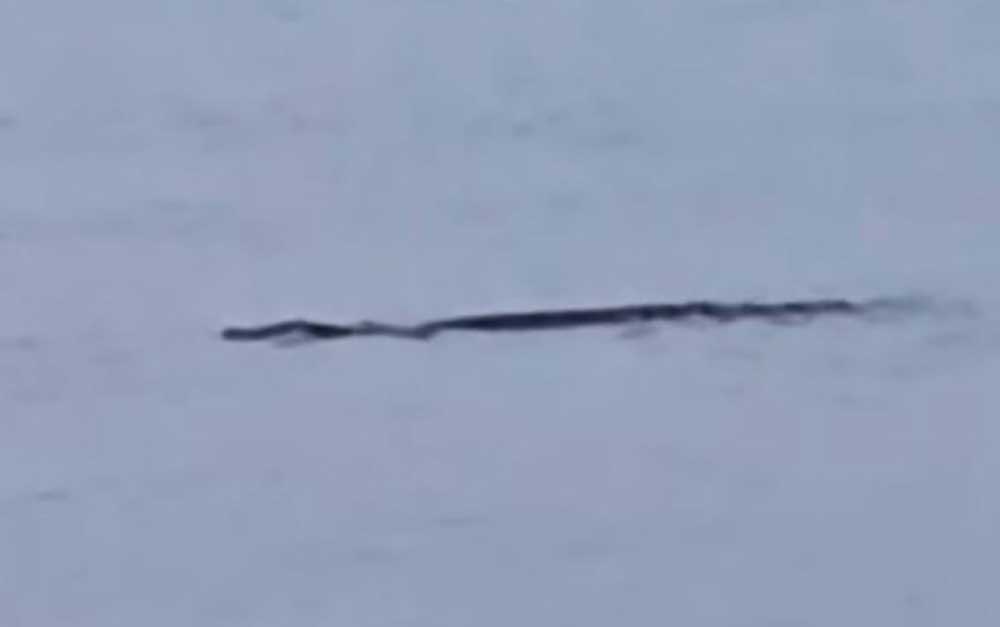 Buaya 3 Meter Muncul di Perairan Sampang