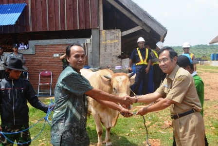 Holchim Bantu Program Penggemukan Sapi
