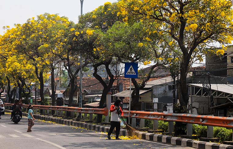 Suasana Idul Fitri, Bunga Tabebuya Bermekaran, Percantik Jalanan Surabaya, Warga Berswafoto