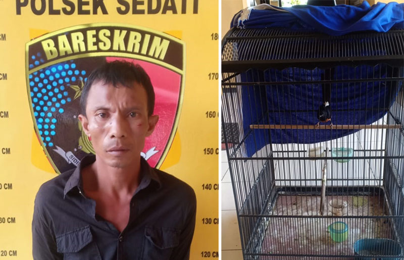 Gelap Mata, Warga Sampang Curi Burung Murai di Sidoarjo, Nyaris Dimassa