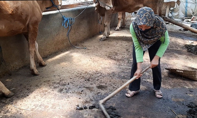 Di Kediri, Kotoran Sapi Disulap Jadi Energi Biogas dan Pupuk Slurury