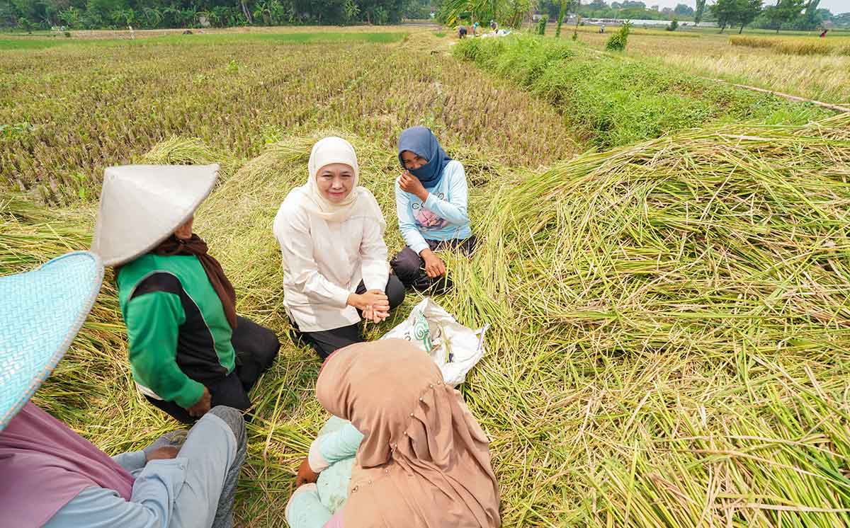 Calon Gubernur Jawa Timur terpilih, Khofifah Indar Parawansa, saat panen raya padi di Pasuruan.
