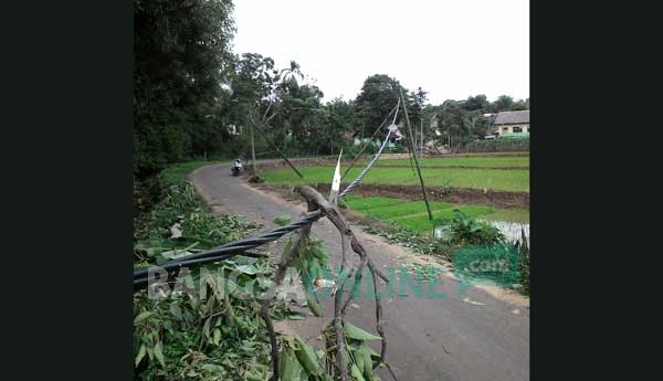 Pohon tumbang yang menimpa kabel milik PLN. foto: BANGSAONLINE