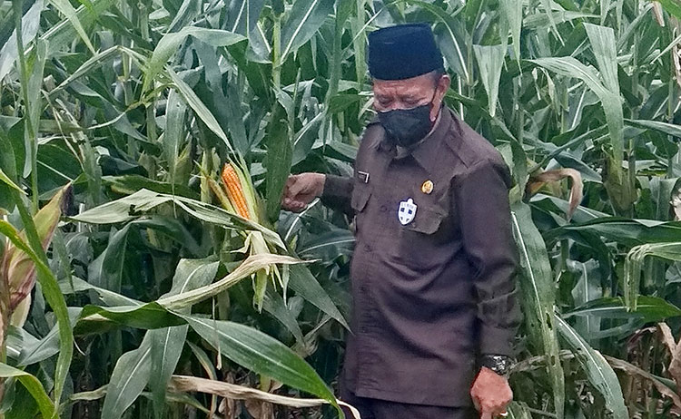 Demi Kesejahteraan, Bupati Fadeli Harap Produktivitas Jagung Terus Ditingkatkan