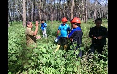 Ratusan Hektare Lahan Perhutani Bondowoso Direboisasi