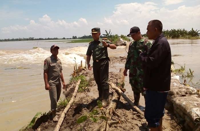 Tanggul Kali di Baureno Bojonegoro Jebol, Ribuan Hektar Tanaman Padi Terendam