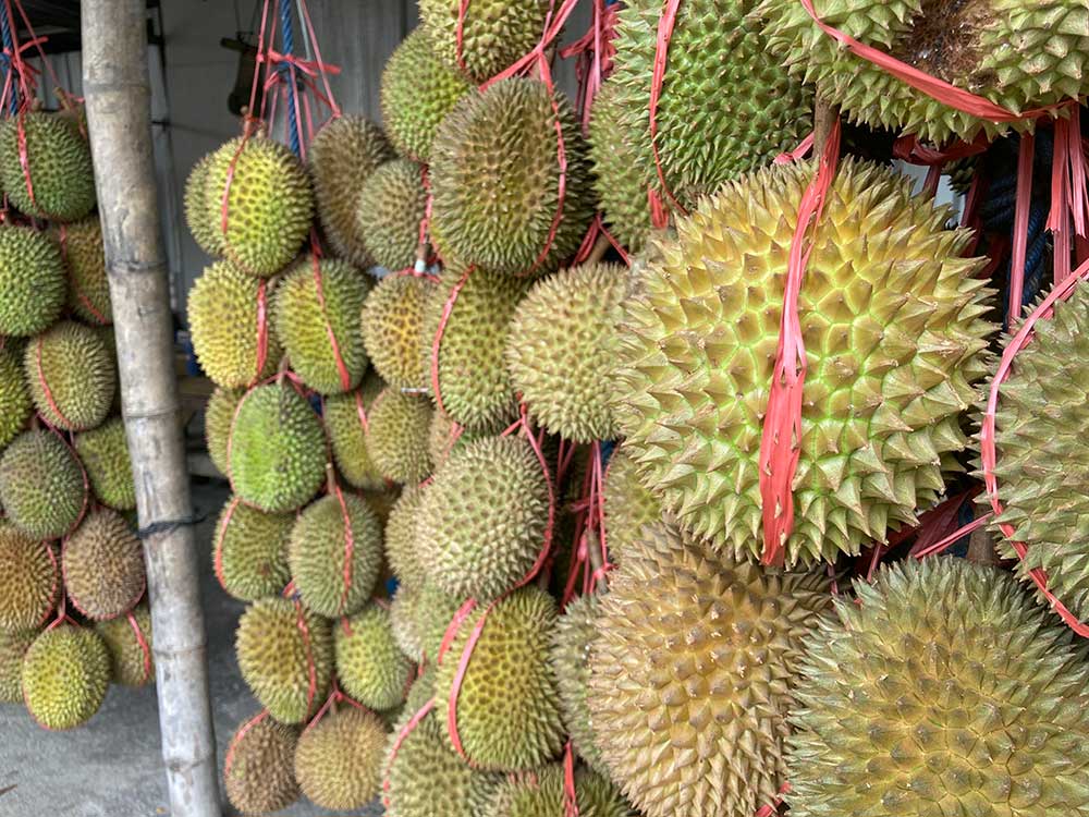 Ampuh Cegah Kanker Payudara, Ini Sederet Manfaat Konsumsi Durian Bagi Tubuh