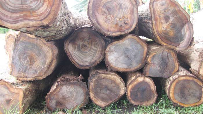 Perum Perhutani Jatim Digugat Warga Jombang Rp 2 M