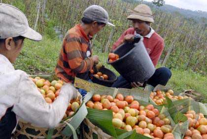 Harga Jual Tomat Rp 500 per Kg, Petani Magetan Mengeluh
