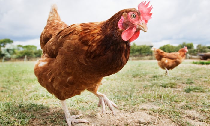 Ayam Dahsyat! Mampu Bunuh Rubah