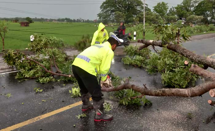 Petugas dari Satlantas Polres Ngawi saat mengevakuasi pohon tumbang akibat hujan disertain angin, Sabtu (8/10/2022).