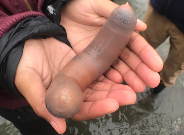 Ribuan Ikan Penis Muncul di Pantai California