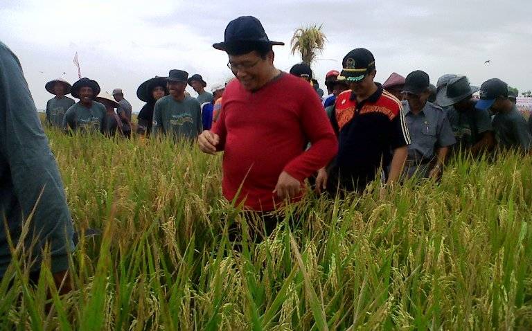  Bupati Bojonegoro Panen Padi di Wilayah Terdampak Banjir