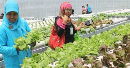 Gathering Hidroponik se-Indonesia di Puspa Agro Dihadiri Petani Hidroponik dari Malaysia