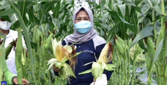 Antisipasi El Nino, Pemkot Surabaya Tanam 9 Bahan Pangan dan Lakukan Hal ini