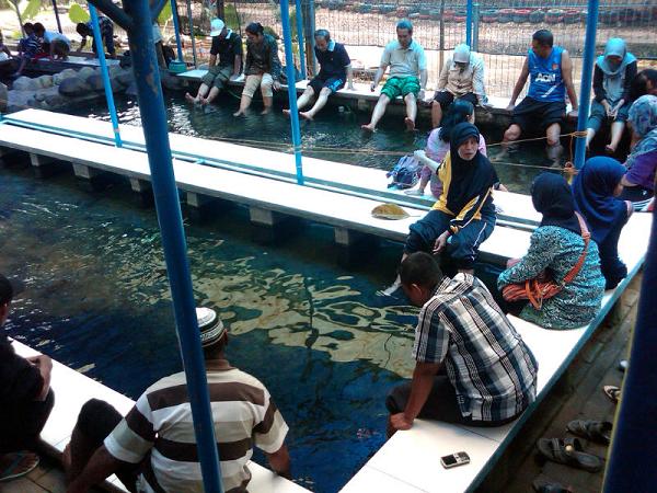 Pengunjung Pacet Mini Park di Mojokerto saat mencoba sensasi terapi ikan, Sabtu (22/3/2014). foto : yudi eko purnomo/BANGSAONLINE