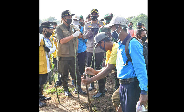 Diserang Tikus, Ratusan Hektare Padi Petani Lamongan Gagal Panen