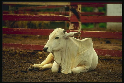 Sapi Jatim Banyak 'Diselundupkan' ke Jabar dan Tangerang