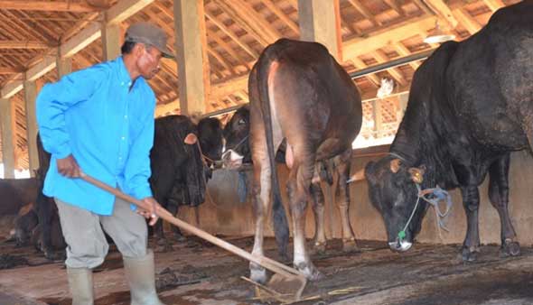 Kembangkan Peternakan, Pemkab Tuban Galakkan Program SPR