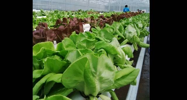 Puspa Agro Sidoarjo Kembangkan Sayuran Hidroponik