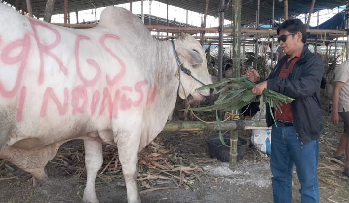H. M. Khozin Ma'sum menunjukkan sapi seberat 1,1 ton yang akan dikurbankan. foto: SYUHUD/ BANGSAONLINE