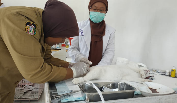 Peringati Hari Rabies, Puluhan Kucing Jantan di Kota Blitar Dikebiri