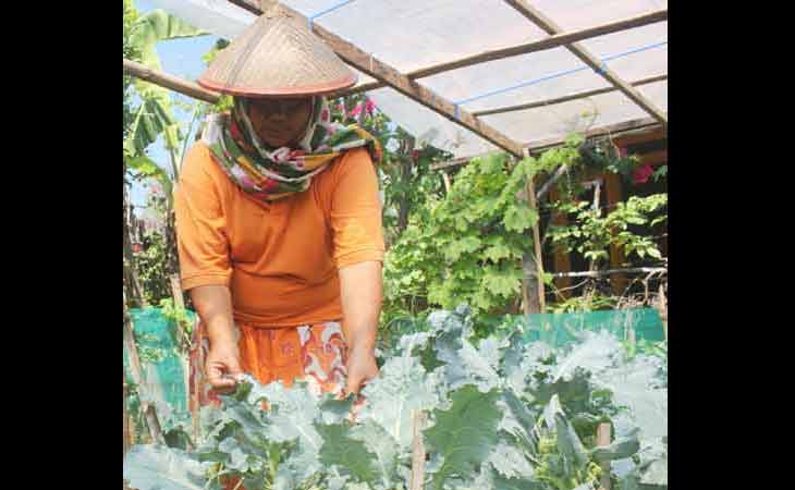 Petani Sayur Organik Binaan PT Holcim Tuban Masih Terkendala Pemasaran