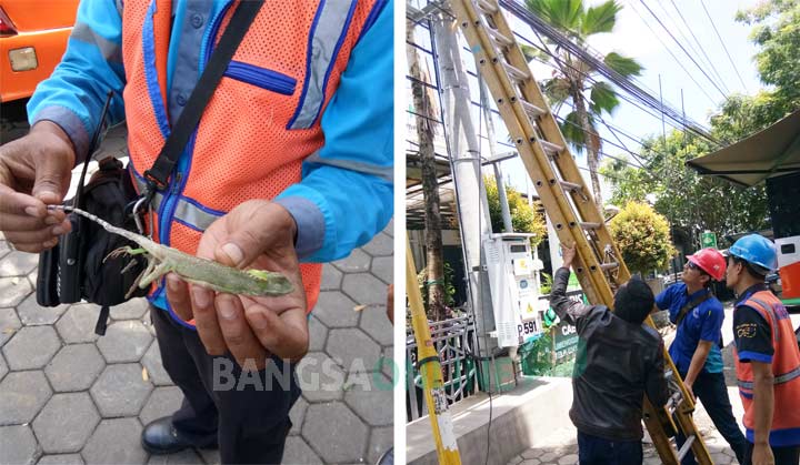 Kondisi seekor Bunglon yang sudah mati ketika diambil petugas. Foto kanan, proses evakuasi Bunglon oleh petugas PLN. foto: TUHU PRIYONO/ BANGSAONLINE
