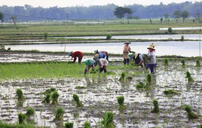Para petani di Kanor saat bercocok tanam. foto: EKY NURHADI/ BANGSAONLINE