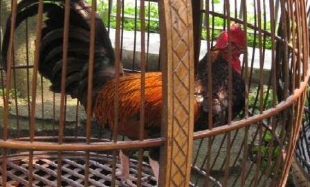 Ayam Bekisar asal Trenggalek. foto: ilustrasi