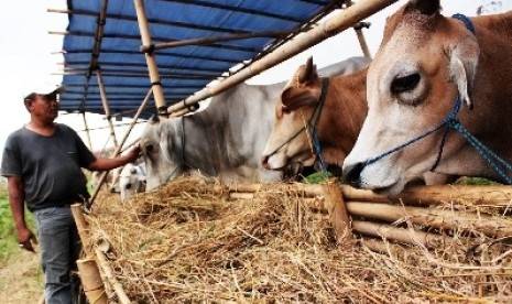 Harga Hewan Kurban di Bondowoso Sudah Naik Sejak Seminggu yang Lalu
