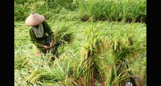 Padi 'Ambruk', Petani Lamongan Merugi
