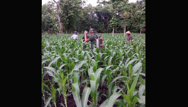 Babinsa Kodim Ngawi Bantu Petani Semprot Hama