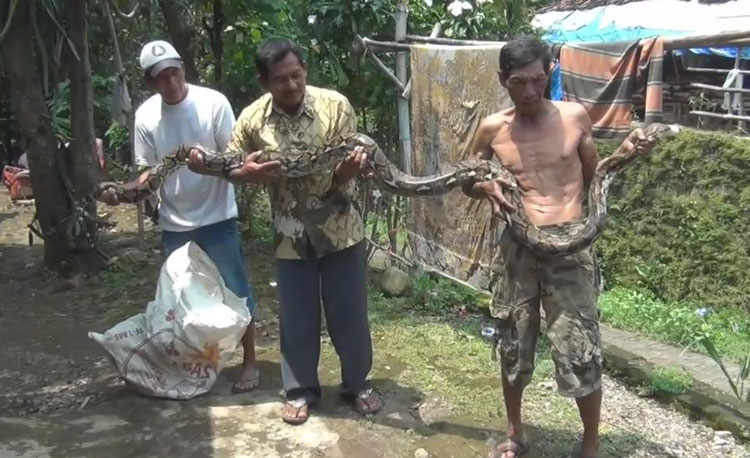 Nampak, beberapa warga sedang memamerkan Ular Piton sepanjang 4 meter.