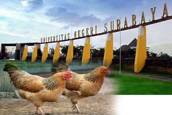 Stttt.... Ada Ayam Kampus Dijual Terang-terangan di Dekat Unesa