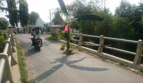 BUTUH PERBAIKAN: Jembatan di Desa Sawahan, Kecamatan Rengel yang jebol ditanami pohon pisang. foto: suwandi/ BANGSAONLINE