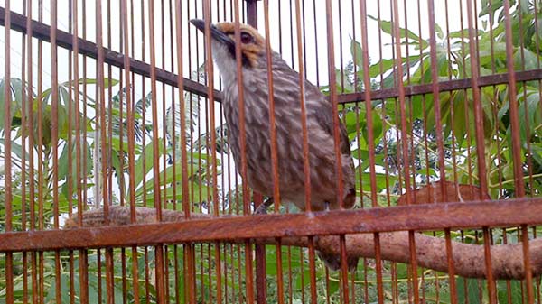Ilustrasi: burung cucak rowo