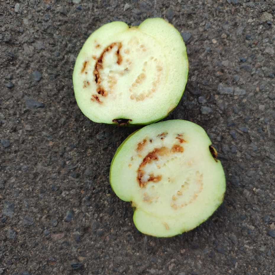 Geger Buah Jambu Diduga Busuk di Paket MBG Siswa SMP Al Irsyad Kraksaan Probolinggo