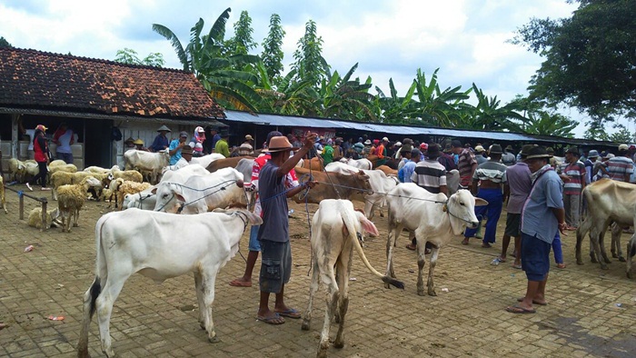 Masuk Musim Panen, Harga Hewan Ternak di Kerek Tuban Anjlok