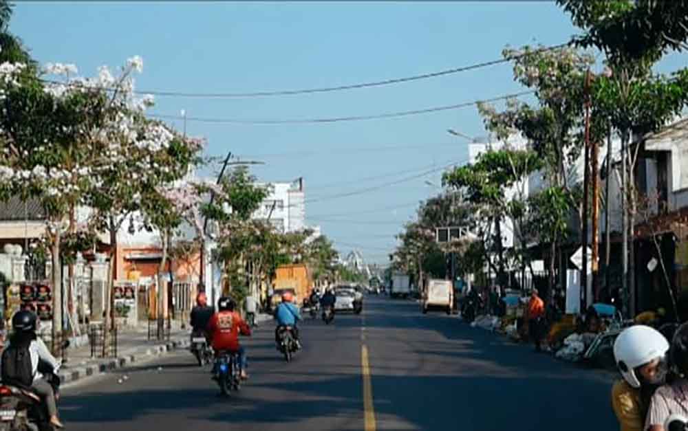 Bermekaran, Bunga Tabebuya Percantik Jalan Perkotaan di Bojonegoro 