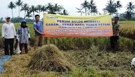 TIM BULOG: Waka Bulog Nurhasan SH dan Kasi PPU Dermawan SSE saat berada di lapangan bersama para pekerja panen menunjukkan hasil panen
