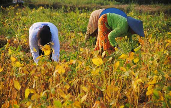 Nampak petani kedelai tengah melakukan aktivitasnya. (haris/BANGSAONLINE)
